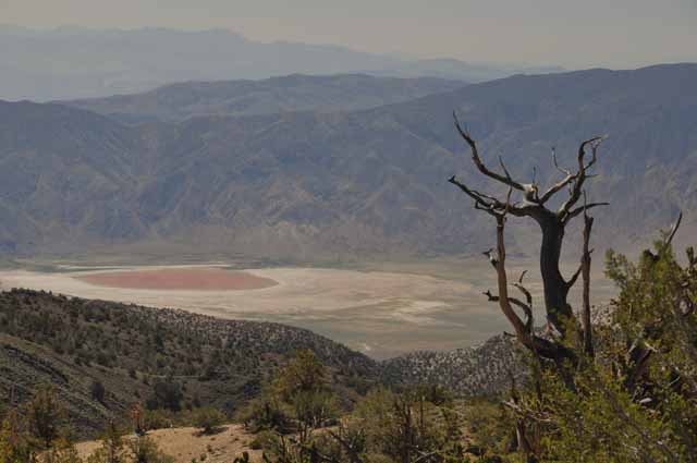 bristlecone pine forest